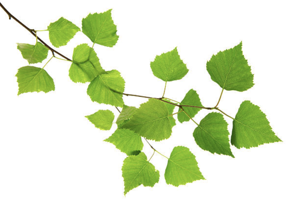 leafs